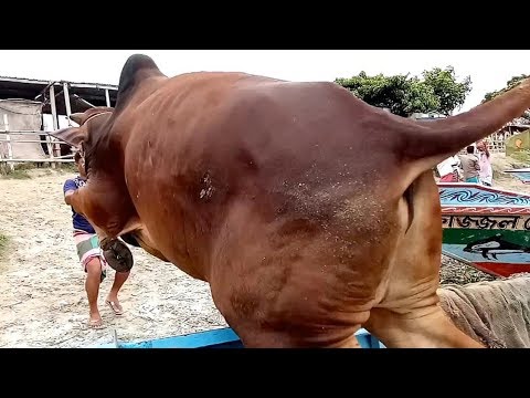 Cow Unloading at Very Popular Village Cattle Market