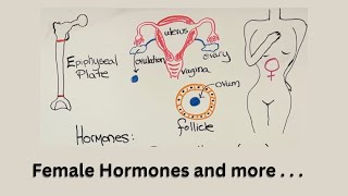 Endocrine Physiology