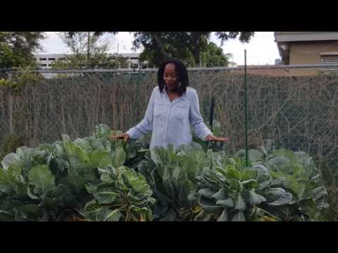 Sadiqa and Collard - Video 1