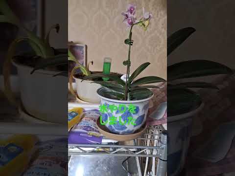 蘭を活性化させるアジアの秘訣は何でしょうか？永遠に開花する極東の魔法  庭園