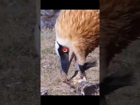 Lammergeier — Bearded Vulture — bone consumption master