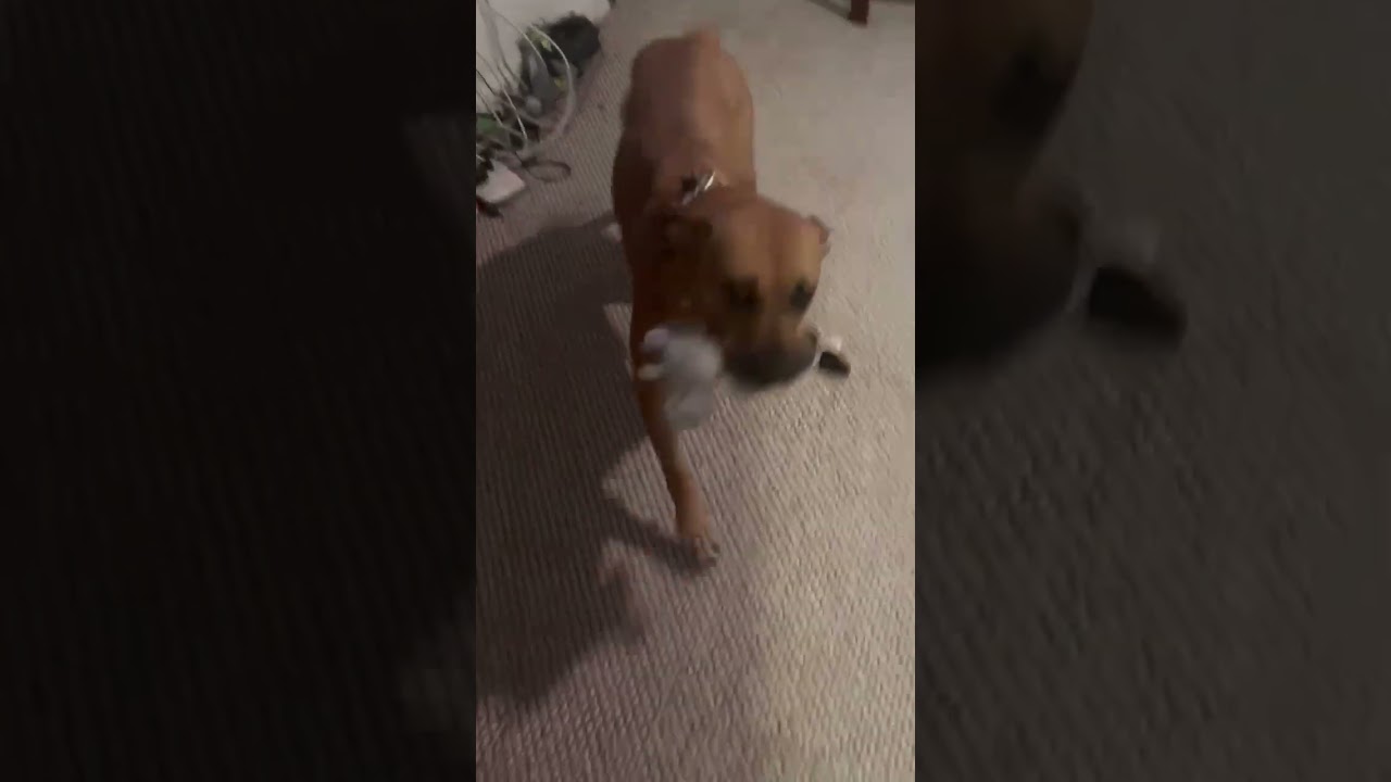 Enlarge Athena (ID 46799/3553), a Adoptable Pit Bull Terrier in Manassas, VA video 5/6