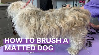 How to Brush Out a Matted Dog