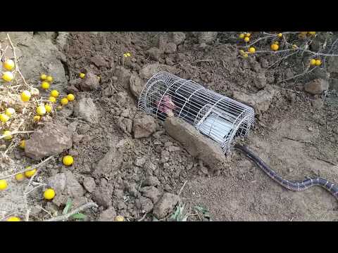 Amazing and Easy Snake Catching (Snake Trap) System with Steel Net