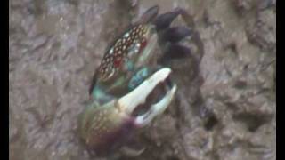 preview picture of video 'Pulau Kukup National Park Johor @ Colourful Mangrove Crab'