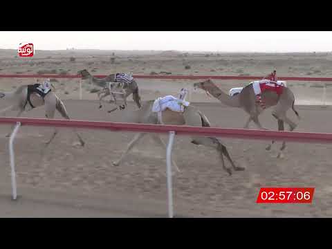  ش 20 (التزام) لـ سعادة محمد سلطان بن مرخان الكتبي 7:54 , شارة الديوان 2026/3/02 لقايا الجبيب