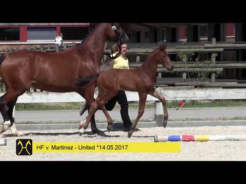 Marcello, HF *14.05.2017 von  Martinez – United – Stedinger