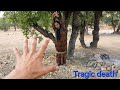 Before the Tree Witnessed Her Last Breath