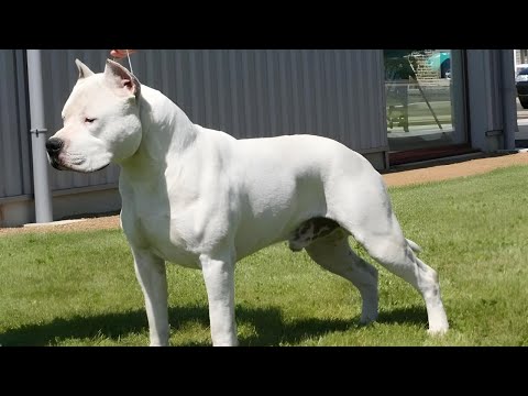 So erkennen Sie, ob Sie einen ECHTEN American Staffordshire Terrier haben!