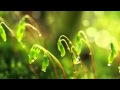 OST Damo - A Song of Devotion - Page (단심가 ...