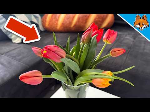 Nästan ALLA dessa tulpaner gör misstag💥(med allvarliga konsekvenser)🤯