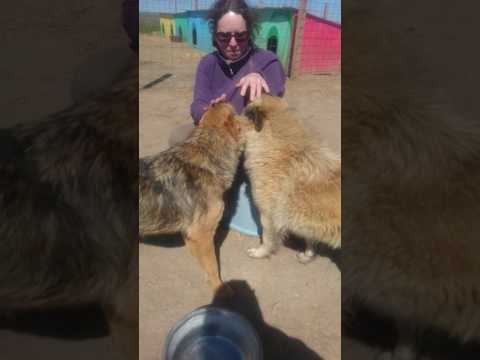 Some dogs at the Barking Mad Shelter in Nisipari, Constanta, Romania
