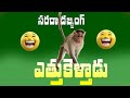 Ethukelthadu Animals Episode 13