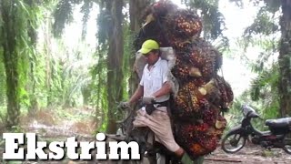 Download lagu Ojek Sawit Handal dan ektrim..membawa sawit 460 kg melalui jembatan gantung 135 meter mp3