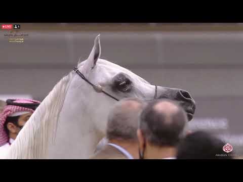 N 377 SALSABIL AL NASSER   23rd Qatar National Arabian Horse Show   Mares 7 10 Years Old Class 10