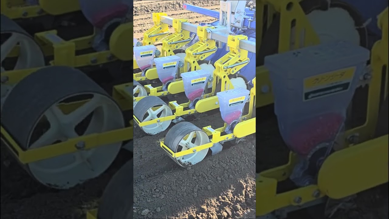 ほうれん草12月の種まき