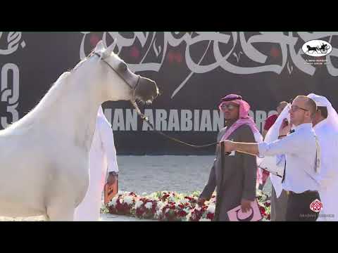 N 231 SINMAR AL BIDAYER   Ajman Arabian Horse Show 2023   Stallions 4   6 Years Old Section B Class