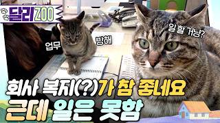 [🐕#달리ZOO] 출근이 기다려지는 회사의 비밀😺 #TV동물농장 #달리 #DALI