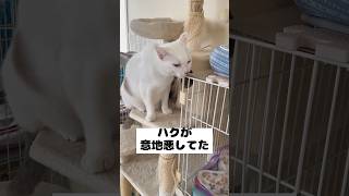 弟猫は兄猫に構ってほしいようで…