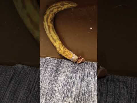 SLUG Eating Chocolate #birminghamuk #uklife #slugs #chocolate #food