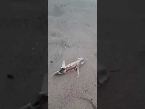 В Якутии берег Лены усеян мёртвой ценной рыбой. Видео В Якутии берег Лены усеян мёртвой ценной рыбой. Видео