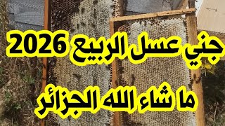 جني عسل الربيع 2026.....قريبا ان شاء الله