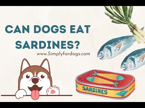 Can Dogs Eat Sardines