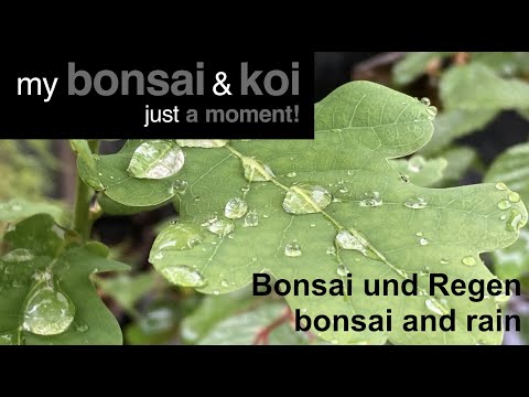 Bonsai - just a moment - Bonsai und Regen - bonsai and rain