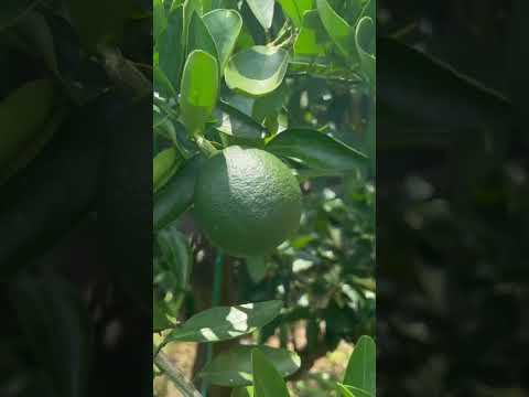 園芸 多彩な柑橘類