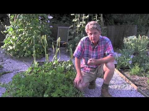 download lagu mp3 mp4 Eating Asparagus Peas, download lagu Eating Asparagus Peas gratis, unduh video klip Eating Asparagus Peas