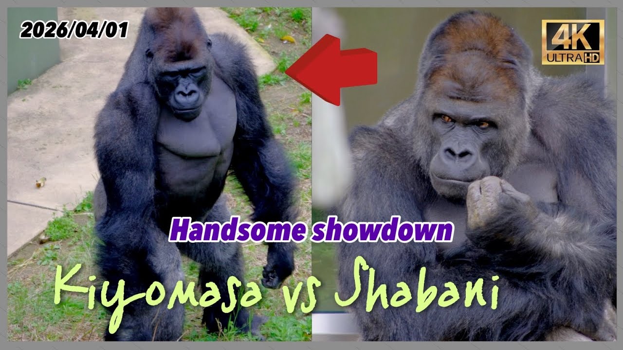 ㊗️イケメン対決！真のイケメンはどっちだ？ 2026/04/01 水曜日【東山動植物園】