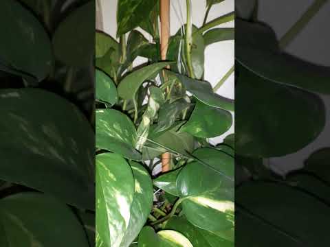 Beautiful flowers and indoor plant | cooking with firdous baji