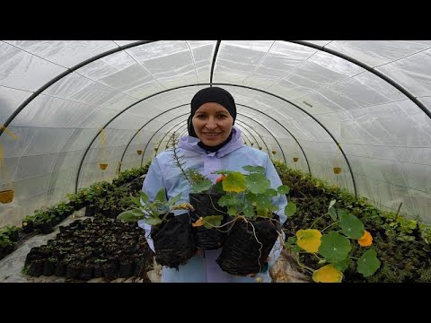 Market for edible flowers blossoms in Tunisia