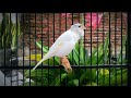 This Belgian Canary Attracted Many Canaries To Sing ️ Magical Training