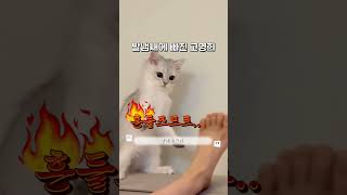 집사야 좀 씻자… #발냄새