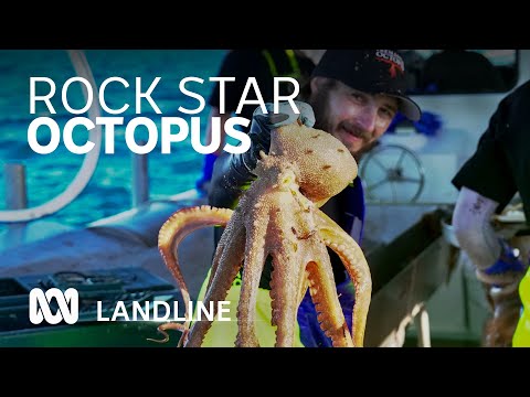 Rock star fishery booming in Western Australia, as octopus catch quadruples ABC Australia