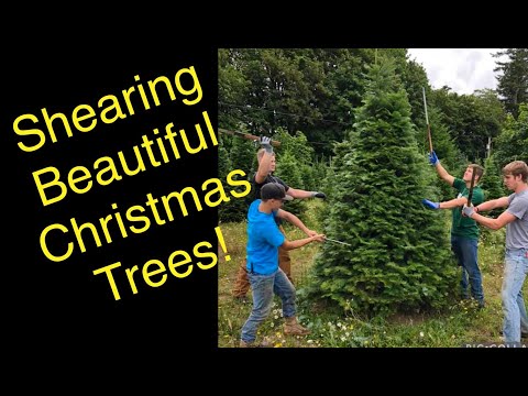 How to shear a Christmas tree.  Part 1: The basics