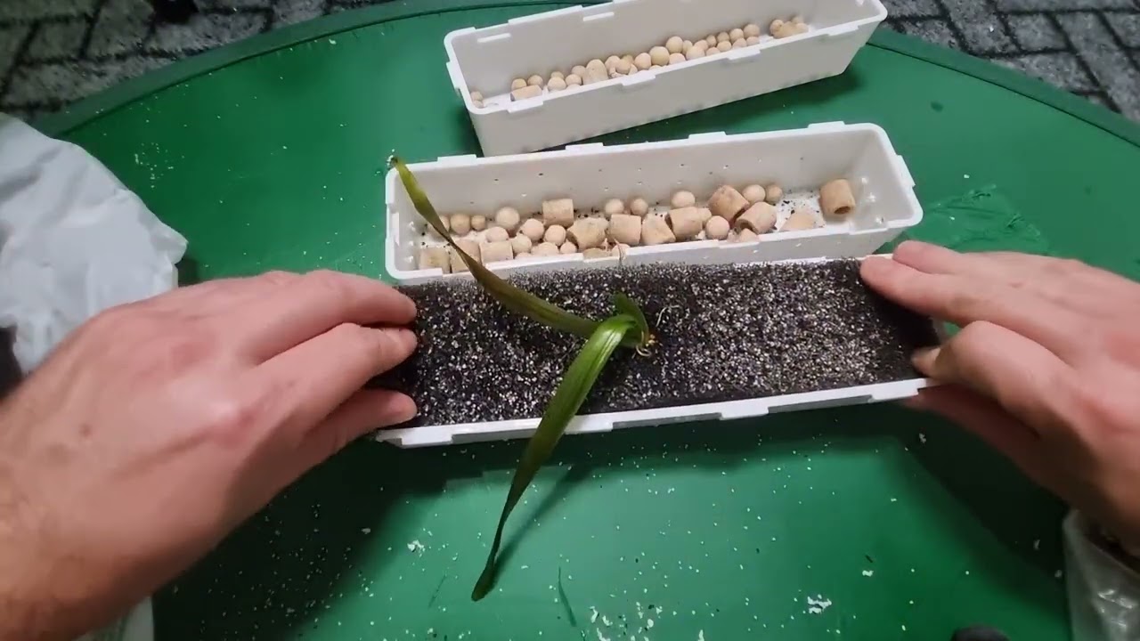 Cestas de Biocenose Aquarismo Sereno - Passo a Passo