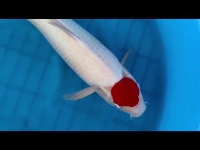 Tancho Kohaku
