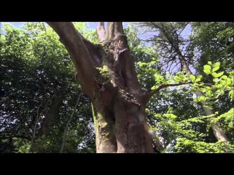 mixPlanet Earth 10 Seasonal Forests 2006 1080p HDDVD x264 AJP 2