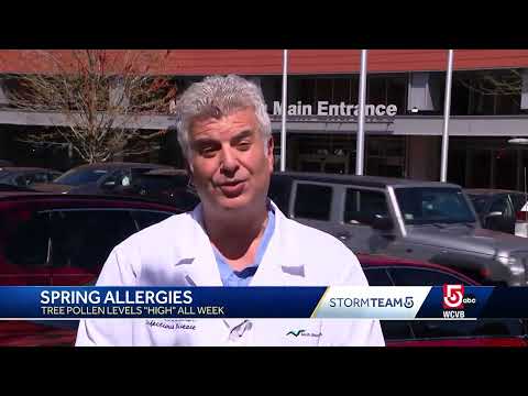 Pollen Count Boston