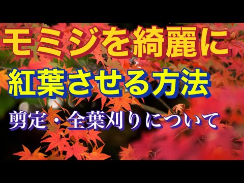 庭のイロハモミジは、派手な色をした気取らない木です！  庭園