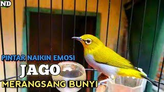 Download lagu Pleci Buxtoni Betina, Suaranya Pintar Naikin Emosi, Jago Merangsang Bunyi mp3