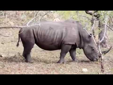 Power up 2 unit 5 animal kingdom