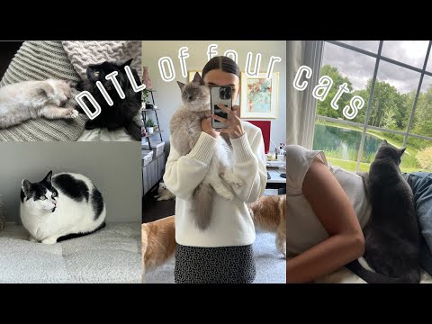 A DAY IN THE LIFE OF HAVING FOUR CATS!