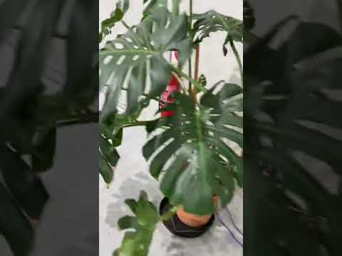 Yamaha TF Series Controlled via Ipad