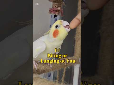 5 Signs Your Bird May Not LOVE or TRUST You (yet)