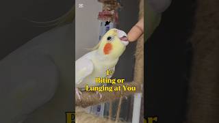 Download lagu 5 Signs Your Bird May Not LOVE or TRUST You (yet) mp3