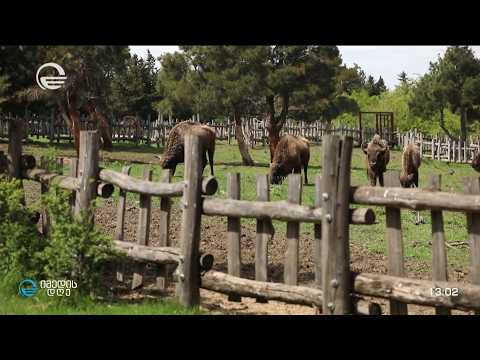 ახალი ზოოპარკი და ახალი ბინადრები თბილისის ზღვაზე