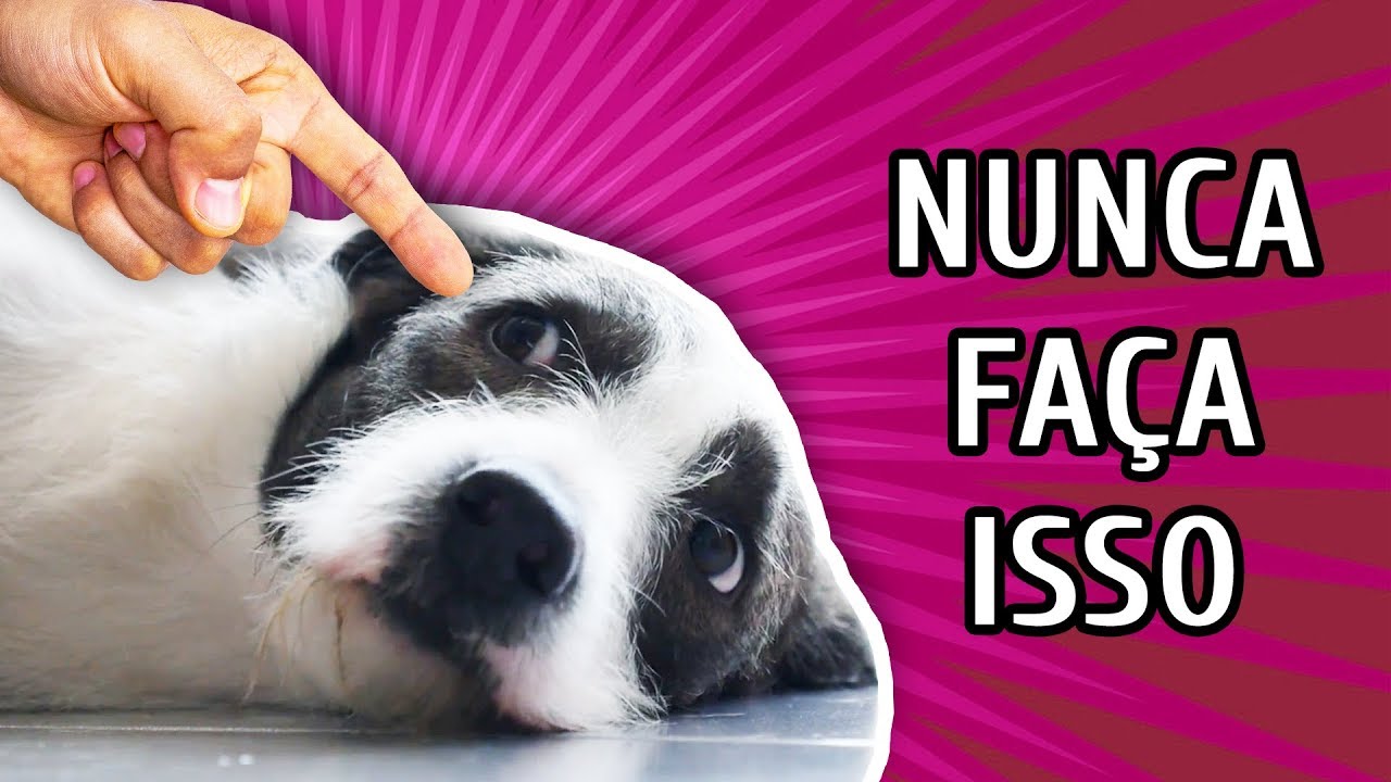 10 COISAS QUE VOCÊ NUNCA DEVE FAZER COM SEU CACHORRO